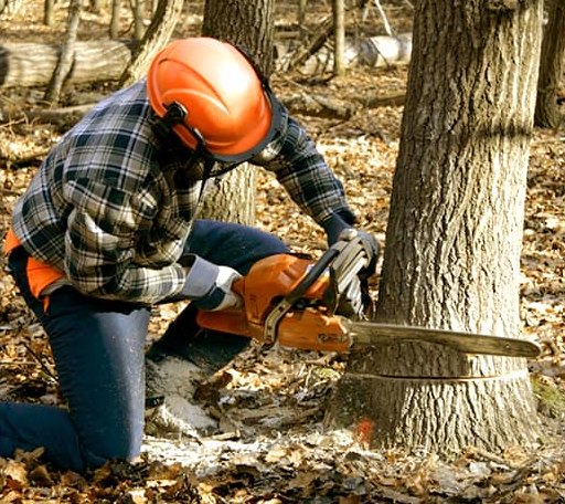 Tree Removal in Trinity Center, CA